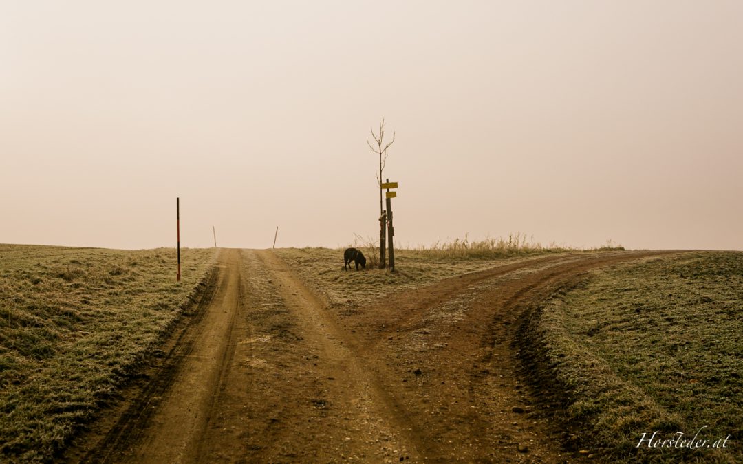 Spaziergang im Nebel……das hat was…….