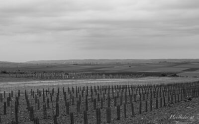 Ins Laund schaun im Weinviertel…….